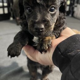 Poodle Puppies from Toy Poodle Shenanigans