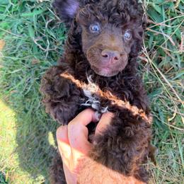 Corduroy with training - Brown male Poodle puppy in Boonville, North Carolina from Doods & Dolls