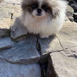 AKC Cloud - Gray Pekingese puppy in Cumming, Georgia from Imperial Pekingese