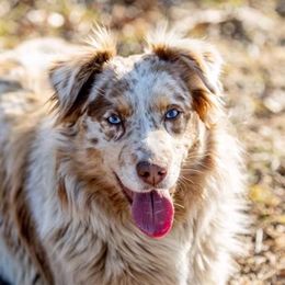 Gea - Australian Shepherd