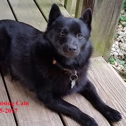 Caine - Schipperke