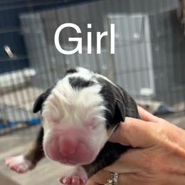 Girl 1 - Black, white and red female Greater Swiss Mountain Dog puppy in Knoxville, Maryland from Dahlgren Swissys