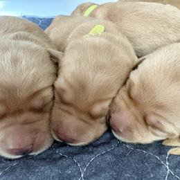 Olive - Yellow female Labrador Retriever puppy in Weatherford, Texas from CapeWest R&T