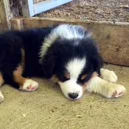 Australian Shepherd Puppies from NorthRidge Australian Shepherds