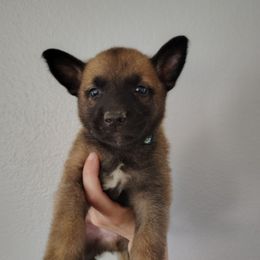Boy 5 - Fawn male Belgian Malinois puppy in Marshall, Michigan from Dream K9