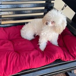 Snow - Poodle