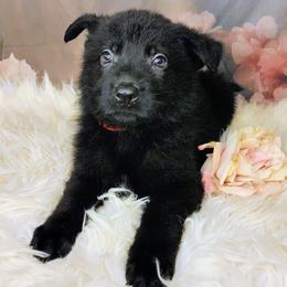 Red - Black male German Shepherd puppy in Holden, Missouri from Shiloh's Shepherds & Ridgebacks