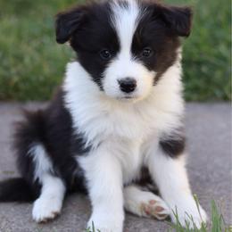 Mayhem - Black and white female Border Collie puppy in Kalispell, Montana from North Fork Border Collies