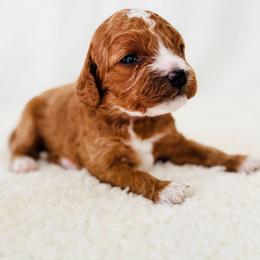 Mini-Lou - Red female Cavapoo puppy in Aiken, South Carolina from Cavapoos of the Carolinas