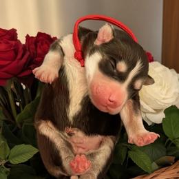 Rose - Black and white female Siberian Husky puppy in Sherwood, Oregon from Whiskey River Siberians