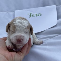 Fern - White female Lagotto Romagnolo puppy in Minster, Ohio from 1880 Lagotto