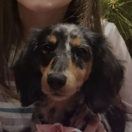 Sierra - Dachshund