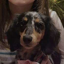 Sierra - Dachshund