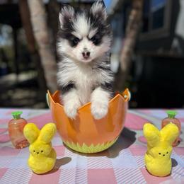 Aries - Black and white female Pomsky puppy in Homeland, California from Lara's Ranch Pomskies