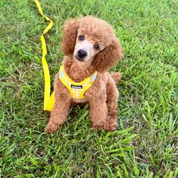 Oliver - Red  male Poodle puppy in Morehead, Kentucky from Paw Perfect Pets