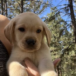 Labrador Retriever and Pembroke Welsh Corgi Puppies from Burress Family Farm and Kennels