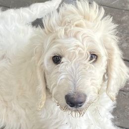Goldendoodles from Dana's Goldendoodles