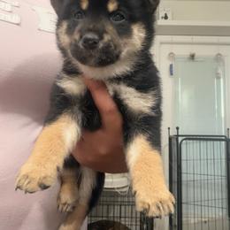 Kuma- bear green collar - Black and tan male Shiba Inu puppy in Lehigh Acres, Florida from SWFL Happy Dogs