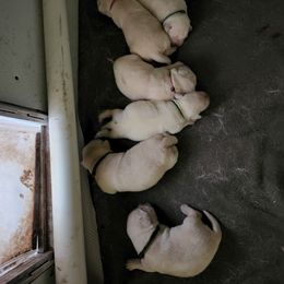 Labrador Retriever Puppies from Texas Finest English Labradors