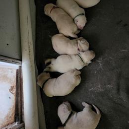 Labrador Retriever Puppies from Texas Finest English Labradors