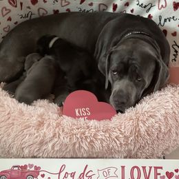 Boerboel and Cane Corso Puppies from DeCola’s Mastiff Paws