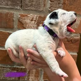 Dalmatian Puppies from Cowart’s Dalmatians
