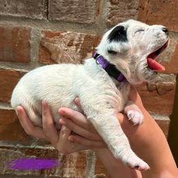 Dalmatian Puppies from Cowart’s Dalmatians