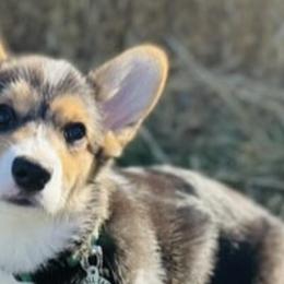 Pembroke Welsh Corgis from Snowy River Pembroke Welsh Corgis