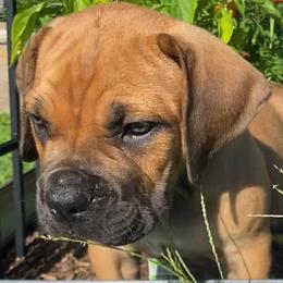 Tic Toc Croc - yellow collar boy - Tawny male Boerboel puppy in Navasota, Texas from Silverthorne Boerboels