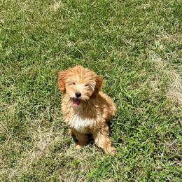 Sebastian - Apricot male Goldendoodle puppy in Bells, Texas from Partridge Doodles and Poodles