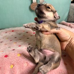 Purple collar - Wild boar male Dachshund puppy in Live Oak, Florida from The Weenie Herd Mom