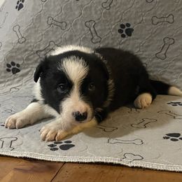 Boy 1 - Border Collie puppy in Oroville, California from Coalcyn Kennels