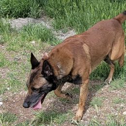Belgian Malinois, Dutch Shepherds, and Working Dog Crosses from Wendy's Belgians and Dutch Shepherds