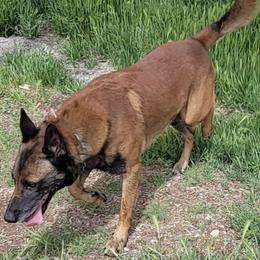 Belgian Malinois, Dutch Shepherds, and Working Dog Crosses from Wendy's Belgians and Dutch Shepherds