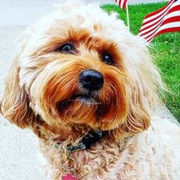 Goldendoodles from Megan O'Neill