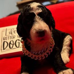 Gucci - Black male Goldendoodle puppy in Cordova, Tennessee from TrueLine kennels
