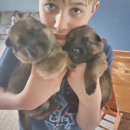 German Shepherd Puppies from Von WestLynn German Shepherds