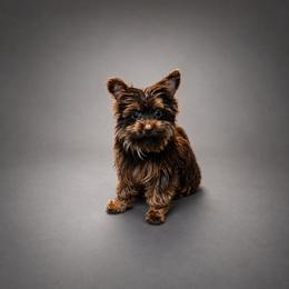Effie - Yorkshire Terrier