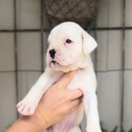EUROPEAN Davina - White female Boxer puppy in Purdy, Missouri from Luxe Dynasty
