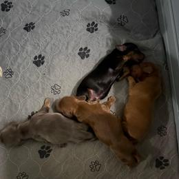 Xavier - Black and tan male Dachshund puppy in Pittsburg, California from Super Hero Dachshunds