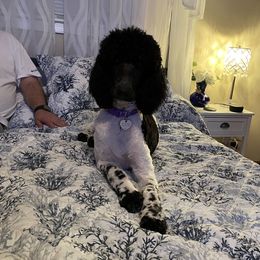 Gracie - Poodle