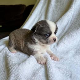 Puppy 4 - Sable spotted white female Chihuahua puppy in Springfield, Missouri from Casadelopez Tails