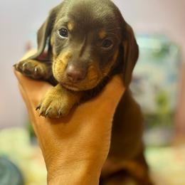 AKC Male 2600 - Chocolate and tan male Dachshund puppy in Summerville, South Carolina from Funk's Four-Legged Friends