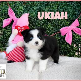 Ukiah - Black tri female Miniature Australian Shepherd puppy in Madisonville, Texas from Flying LL Aussies
