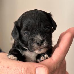 Green Male - Black male Shihpoo puppy in Asheboro, North Carolina from Southern Bred Pups
