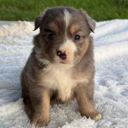 Blue merle dark color - Blue merle female Miniature Australian Shepherd puppy in Graham, North Carolina from Thompson Farm Mini Aussies