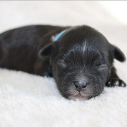 Hunter - Black and white male Shihpoo puppy in Mifflintown, Pennsylvania from Curls & Paws Canines