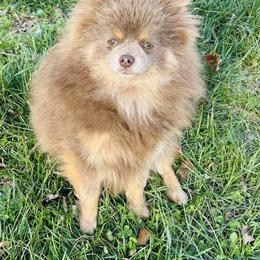 Clove - Lavender female Pomeranian puppy in Buck Valley, Pennsylvania from Buck Valley Pomeranians