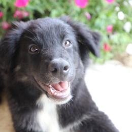 Neville - Black tri-color male Australian Shepherd puppy in Hillsboro, Ohio from Sugar Grove Farms