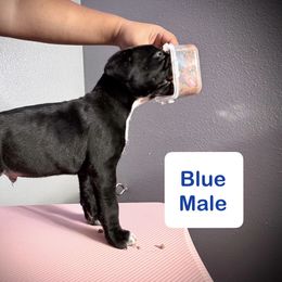 Cane Corso and Miniature Schnauzer Puppies from P1FamilyCanines